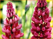 Lupin Lupin