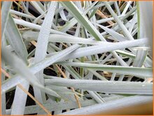 Lyme-Grass