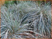 Magellan Rye Grass Magellan-Rye-Grass