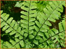 Maidenhair Fern Maidenhair-Fern