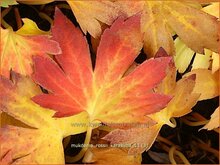 Mapleleaf-Tickfoil