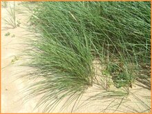 Marram Grass Marram-Grass