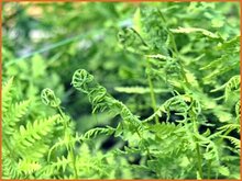 Marsh-Fern