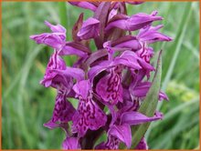 Marsh Orchid Marsh-Orchid