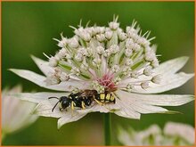 Masterwort (Astrantia) Masterwort-(Astrantia)