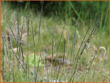 Matgrass Matgrass