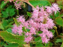 Meadowsweet Meadowsweet