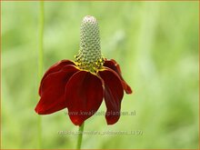 Mexican Hat Mexican-Hat
