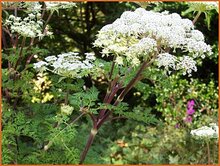 Milk Parsley Milk-Parsley