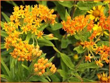 Milkweed Milkweed