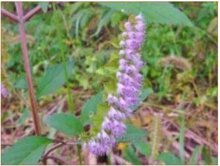 Mint-Shrub