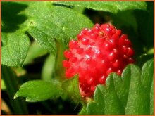 Mock-Strawberry