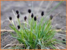 Moorgrass (Sesleria) Moorgrass-(Sesleria)