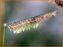 Mosquito Grass Mosquito-Grass
