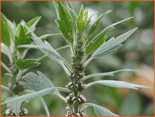 Motherwort Motherwort