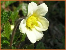 Mountain Avens Mountain-Avens