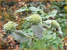 Mountain Mint Mountain-Mint