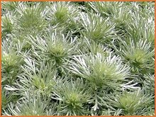 Mugwort Mugwort