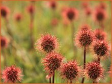 New Zealand Bur New-Zealand-Bur