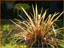 New Zealand Flax New-Zealand-Flax