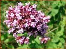 Oregano Oregano