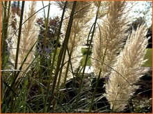 Pampas Grass Pampas-Grass