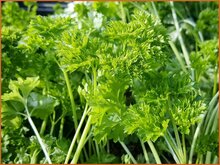 Parsley