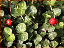 Partridgeberry Partridgeberry