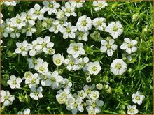 Pearlwort Pearlwort
