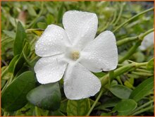 Periwinkle Periwinkle