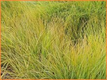 Pheasant's Tail Grass Pheasants-Tail-Grass