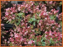 Pigmyweed Pigmyweed