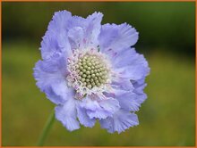 Pincushion Flower Pincushion-Flower