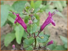 Pitcher-Sage
