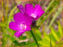 Poppy Mallow Poppy-Mallow