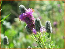 Prairie Clover Prairie-Clover