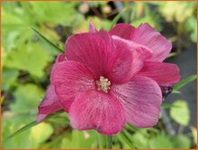 Prairie Mallow Prairie-Mallow