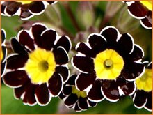 Primrose Primrose