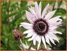 Purple Berkheya Purple-Berkheya