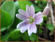 Purslane Purslane
