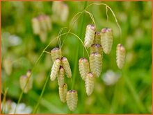 Quaking-Grass