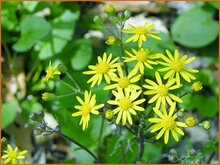 Ragwort