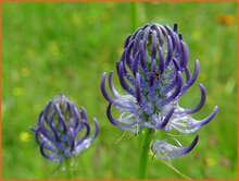 Rampion Rampion