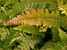 Rasp-Fern
