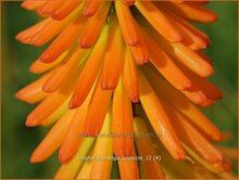 Red Hot Poker Red-Hot-Poker