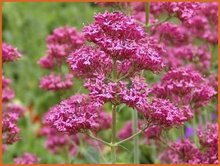 Red Valerian Red-Valerian