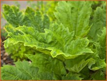 Rhubarb Rhubarb