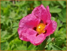 Rock Rose Rock-Rose