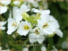 Rockcress Rockcress