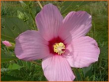 Rose Mallow Rose-Mallow
